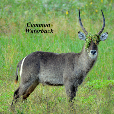 Common Waterbuck